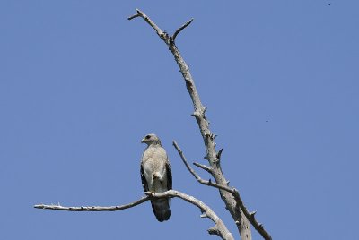 Mississippi Kite