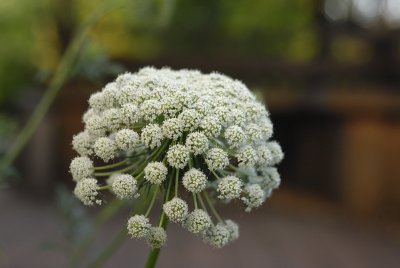 Flowering Carrot