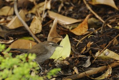 Bewick's Wren