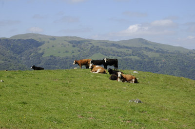 High Hills Cows