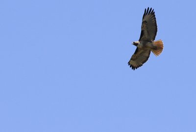 Red Tailed Hawk