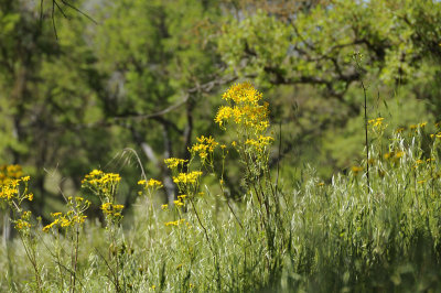 Brewer's Butterweed