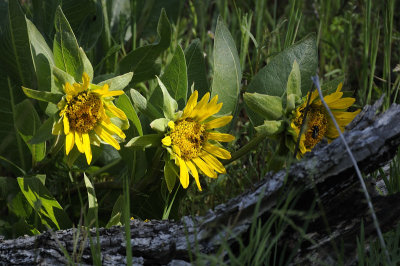 Mule Ears