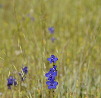 Royal Larkspur