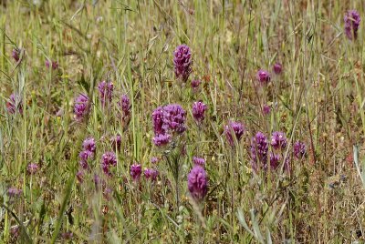 Owls Clover