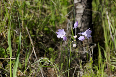 Ithuriel's Spear