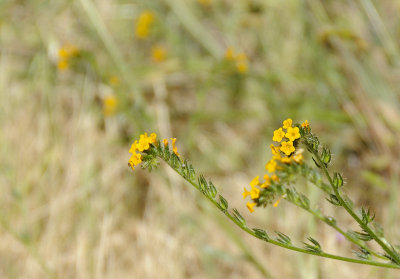 Fiddlenecks