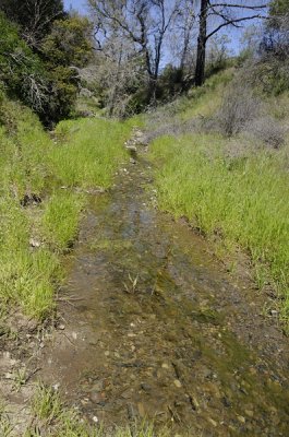 Creek flowing into Mississipi Lake