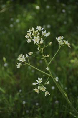 Star Lily