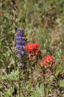 Lupine and Indian Paintbrush