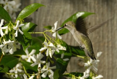 Smelling and tasting the Jasmine