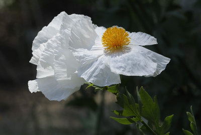 Matilija Poppy