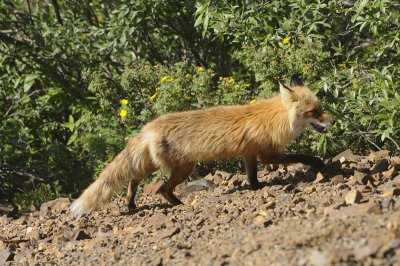 The Little Red Fox