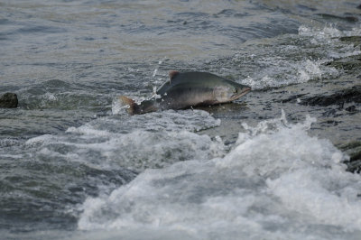 A Pink Salmon