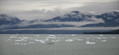 Glacier Litter