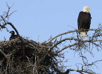 Bald Eagles Nest