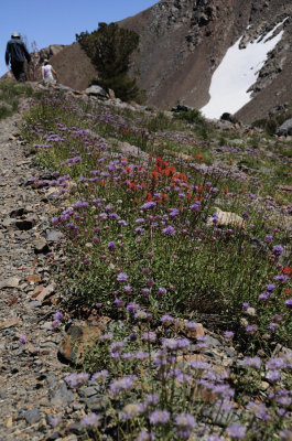 WildFlowers along the trail