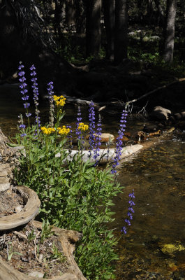 Lupines