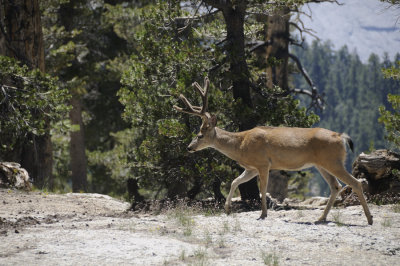A passing Buck
