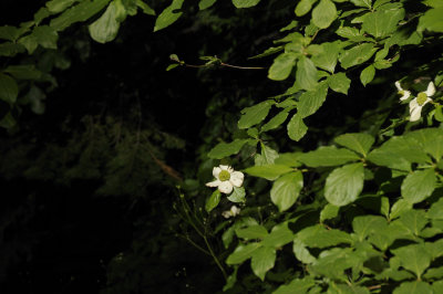 A lonley Dogwood