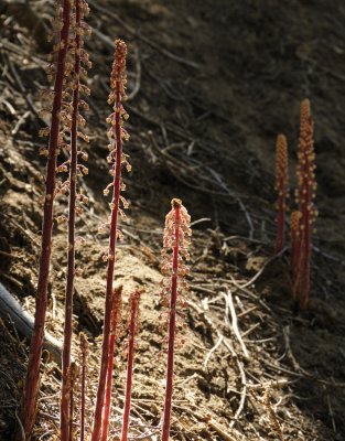 Pinedrops