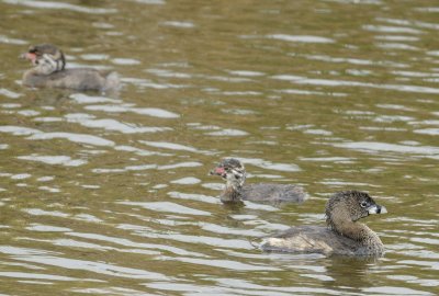 Pied-Billed Grieb Family