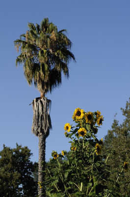 California Sunflowers