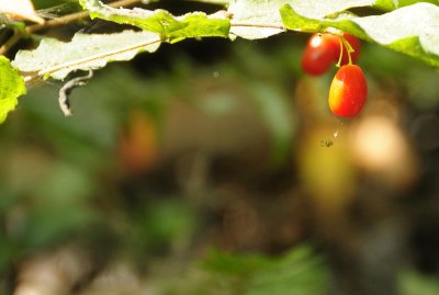 Berries from the Coast Fairy Bells wildflowers