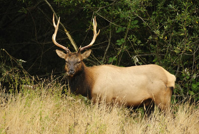 Roosevelt Elk