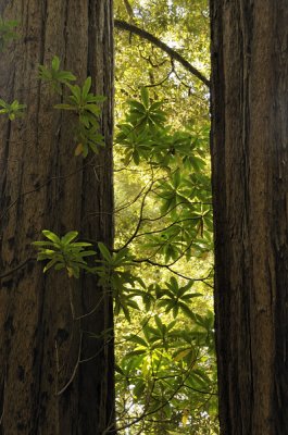 Rhododendron under the Redwoods