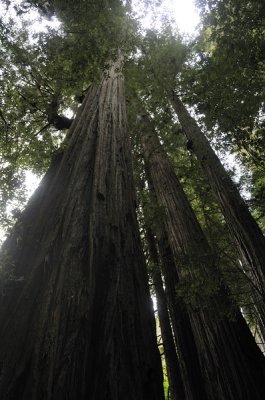 Under the Tall Redwoods