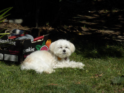 Buffy enjoying the Sunny day