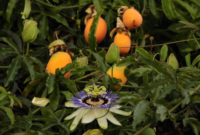 Passion Flower and Fruit