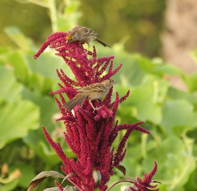 Popular Perch