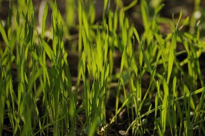 Sprouting Greens