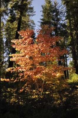 Colorful Dogwood under the Redwoods