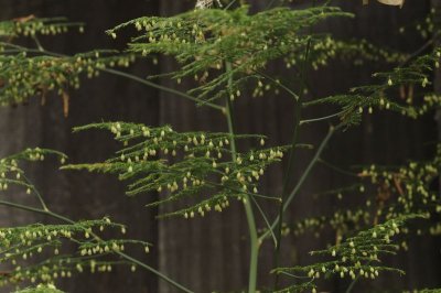 Many hanging flowers