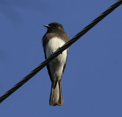 High Wire Black Phoebe