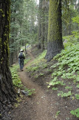 Under the trees on the Pohono Trail