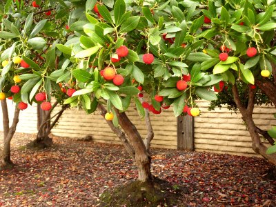 Colorful Berries