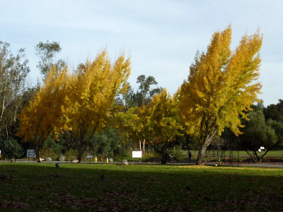 More Fall Colors