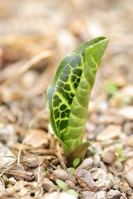 The Unfurling Lily