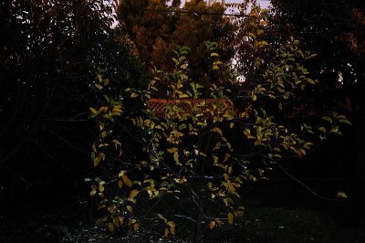 Moon Lit Apple Leaves