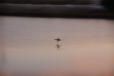 Zooming Cormorant