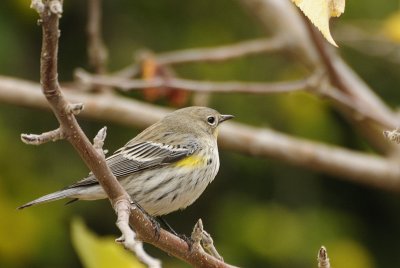 Yellow Rumped Warbler