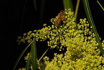 Bee on the flowering Willow Tree flowers