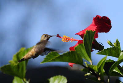 Hummingbird and Hibiscus