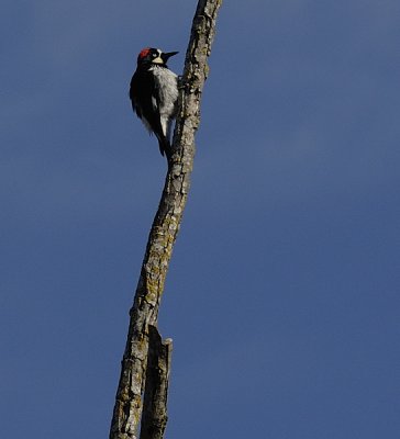 An Acorn Woodpecker