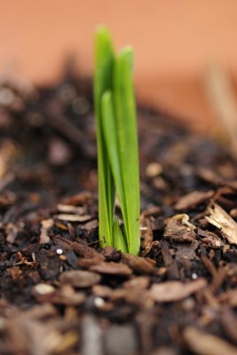 Rising Daffodil