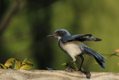 Scrub Jay